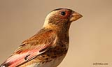 Ala mecek / Rhodopechys sanguinea / Crimson-winged finch 